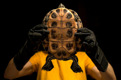 les dévoilements simples